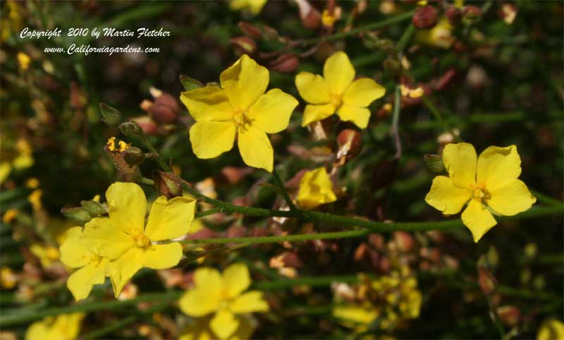 Helianthemum scoparium, Sunrose, Peak Rushrose