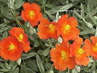 Helianthemum Stoplight, Red Sunrose