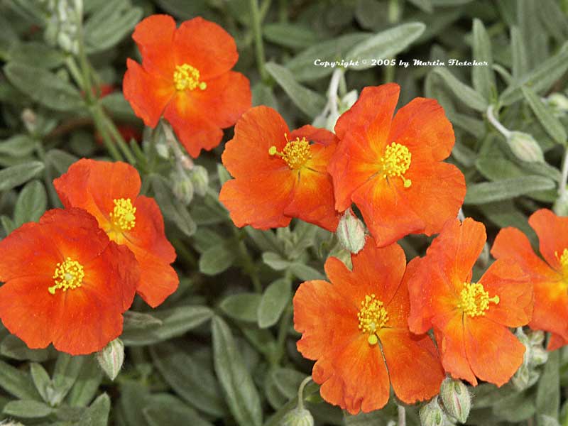 Helianthemum Stoplight, Red Sunrose