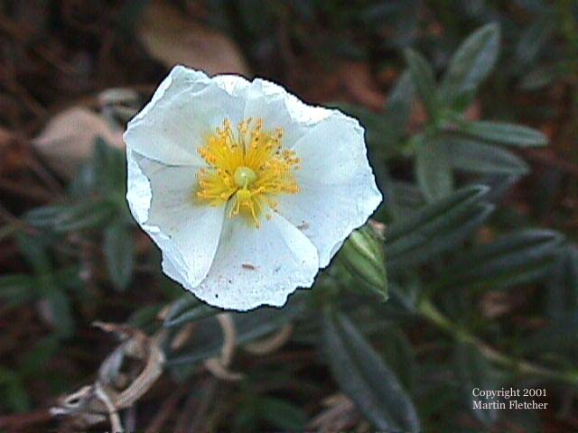 Helianthemum St. Mary's White Sunrose