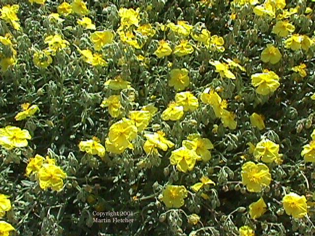 Helianthemum Wisley Primrose