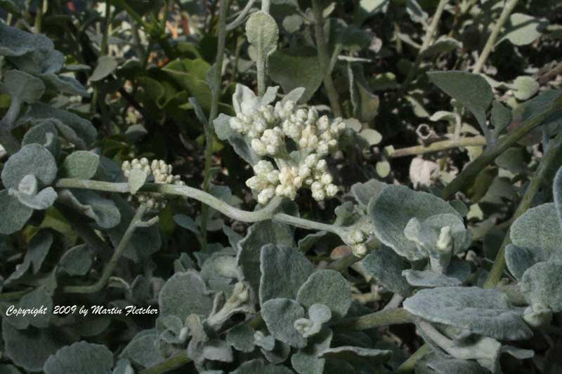 Helichrysum petiolare