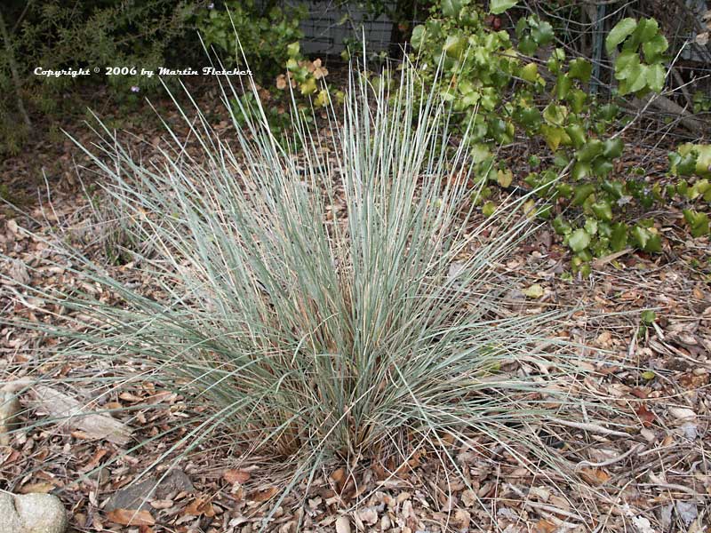 Helictotrichon sempervirens, Blue Oat Grass