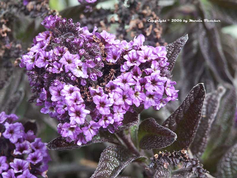 Heliotropium Black Beauty