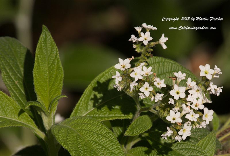 Heliotropium arborescens alba, White Heliotrope