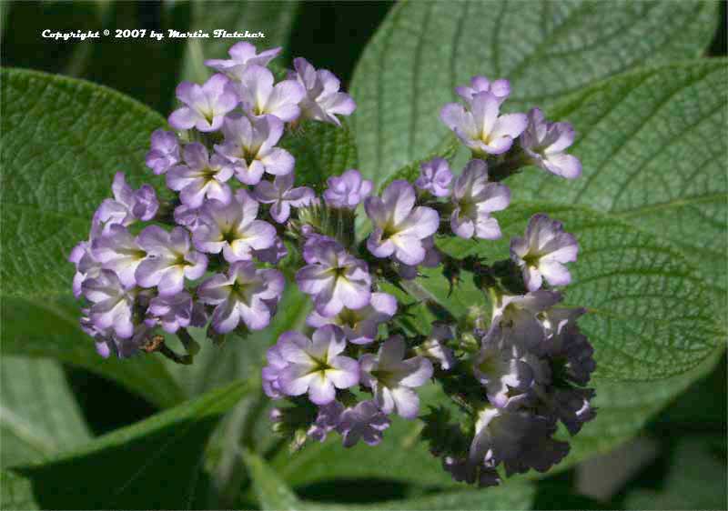 Heliotropium arborescens