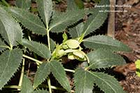 Helleborus argutifolius, Corsican Hellebore, Holly Leaved Hellebore