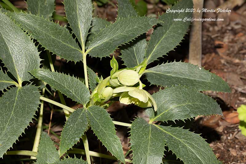 Helliborus argutifolius, Holly Leaved Hellebore, Corsican Hellebore