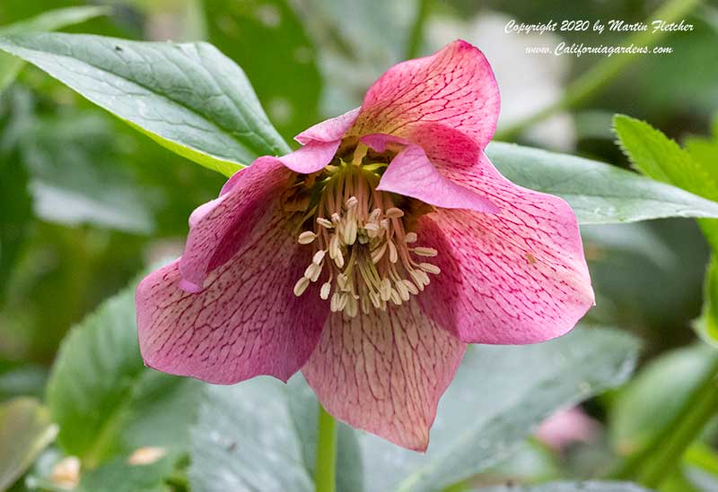 Helleborus orientalis, Lenten rose