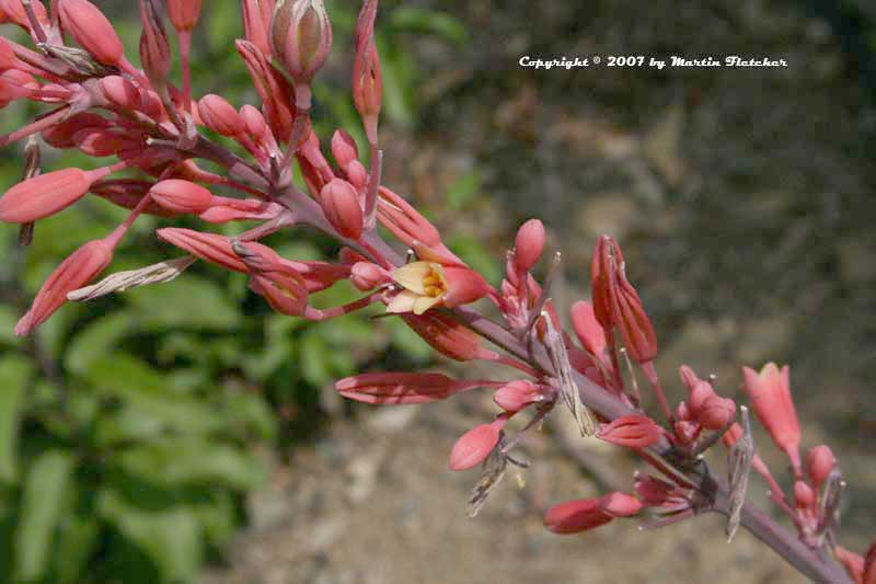 Hesperaloe parviflora, Red Yucca