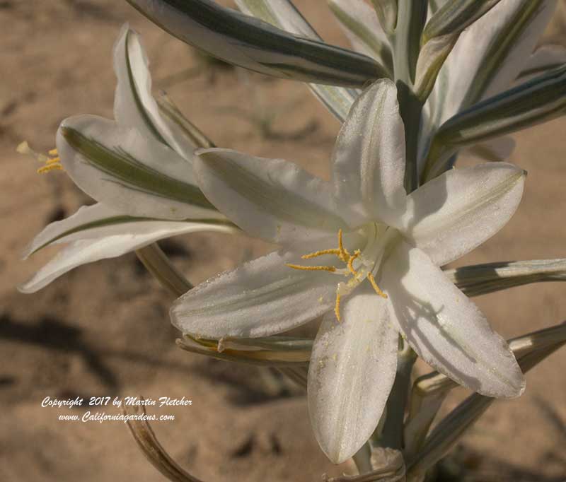 Hesperocallis undulata, Desert Lily