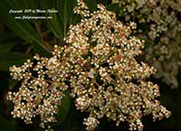 Heteromeles arbutifolia, Toyon