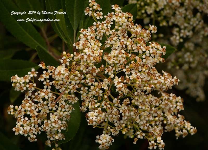 Heteromeles arbutifolia, Toyon flowers