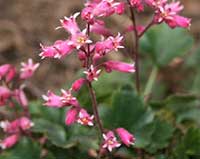 Heuchera Canyon Duet, Canyon Duet Coral Bells