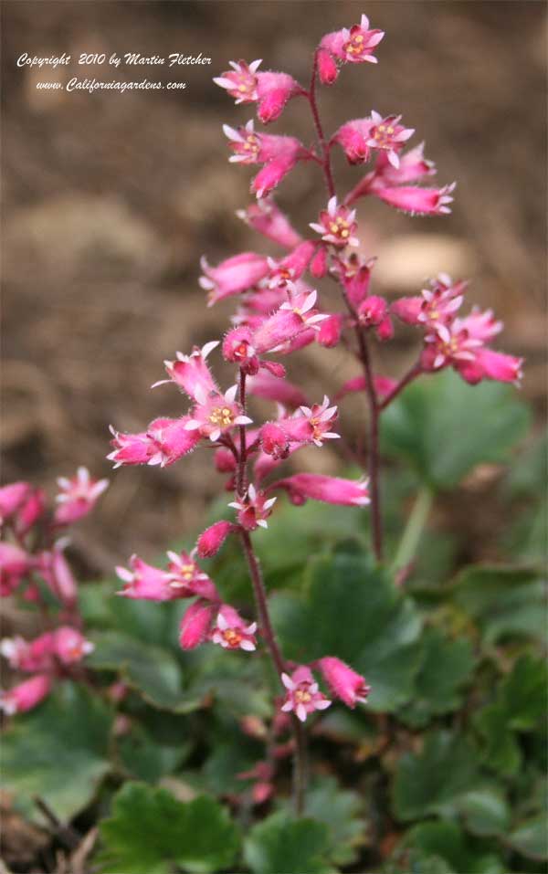 Heuchera Canyon Duet, Canyon Duet Coral Bells