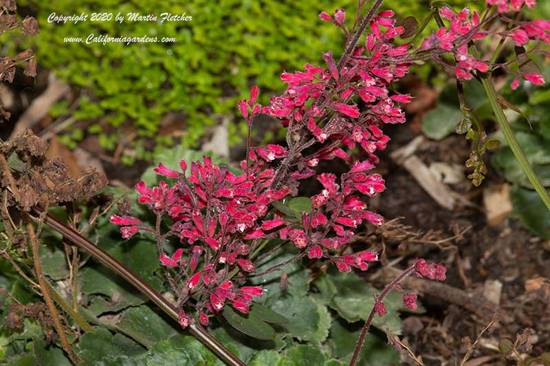 Heuchera firefly