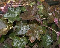Heuchera micrantha diversifolia Palace Purple, Palace Purple Coral Bells