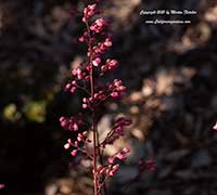Heuchera Rosada, Rosada Coral Bells