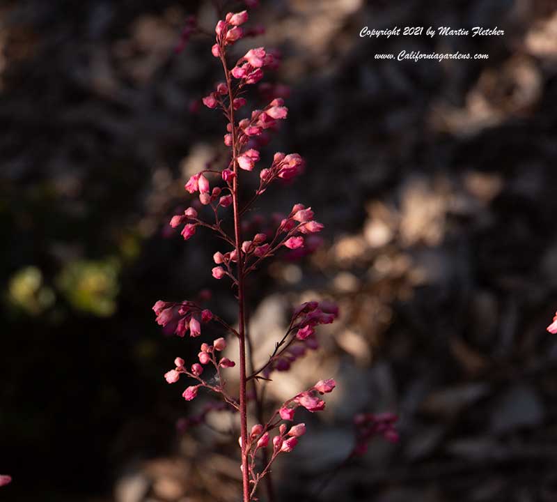 Heuchera Rosada, Rosada Coral Bells