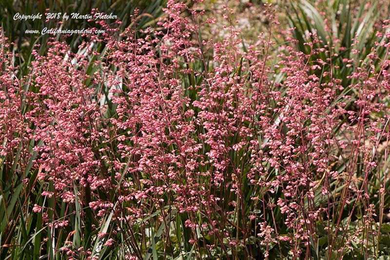 Heuchera Wendy, Wendy Coral Bells