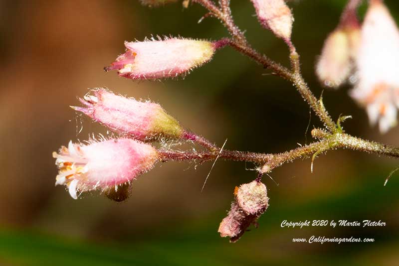 Heuchera rubescens Yosemite, Yosemite Alumroot, Pink Alumroot