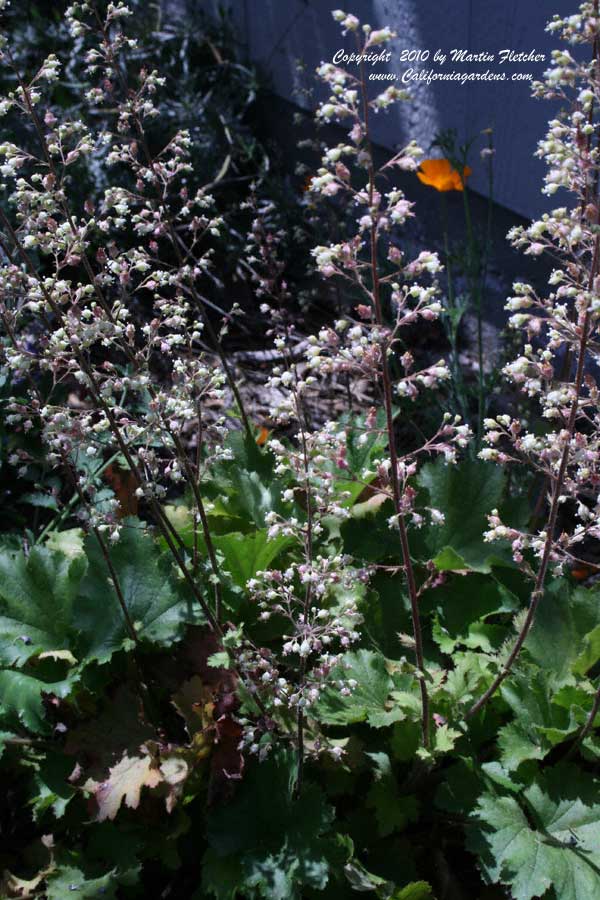 Heuchera maxima, Island Alum Root