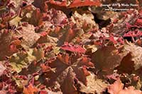 Heuchera villosa Kassandra, Kassandra Coral Bells