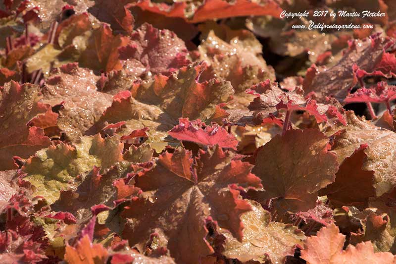 Heuchera villosa Kassandra, Coral Bells