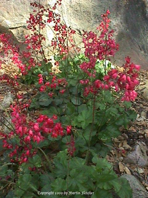 Heuchera firefly