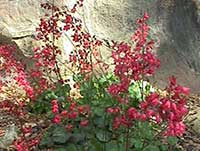 Heuchera Firefly, Firefly Coral Bells