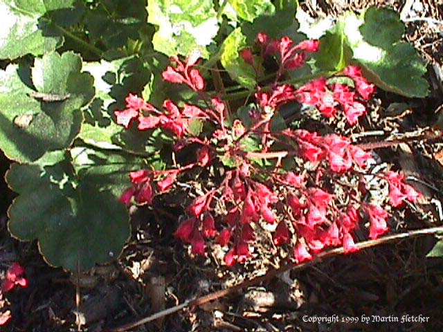 Heuchera Santa Ana Cardinal