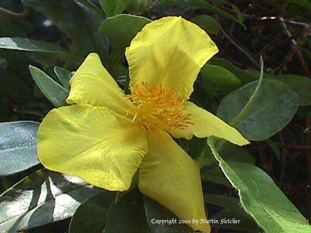 Hibbertia scandens, Guinea Gold Vine