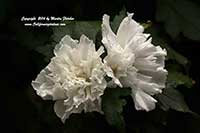 Hibiscus syriacus Jeanne D'Arc, Double White Rose of Sharon