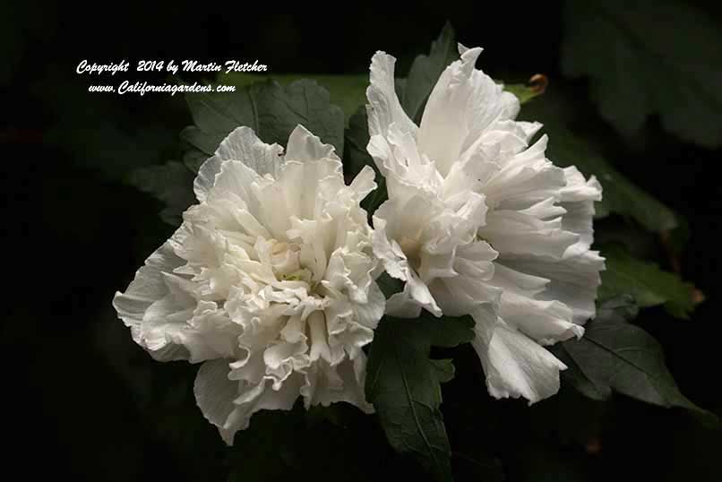 Hibiscus syriacus Jeanne D'Arc, Rose of Sharon