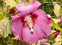 Hibiscus syriacus Minerva, Minerva Rose of Sharon