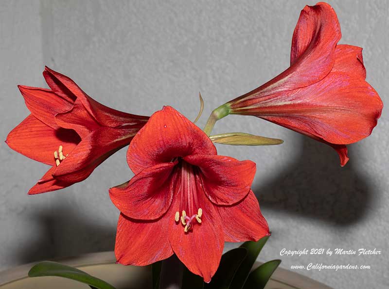 Hippesatrum Red Lion, Amaryllis