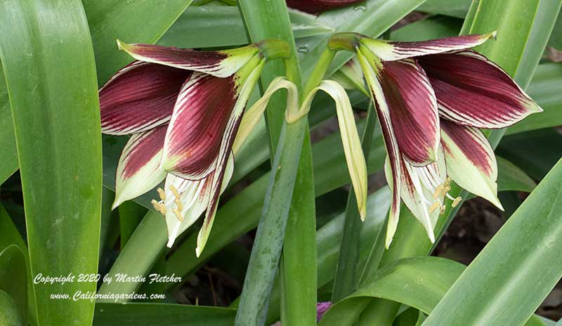 Hippesatrum papilio, Butterfly Amaryllis