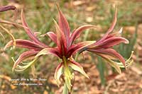 Hippeastrum papilio, Butterfly Amaryllis
