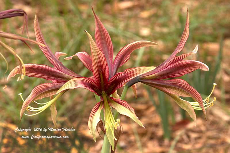 Hippesatrum papilio, Butterfly Amaryllis