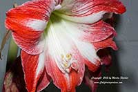 Hippeastrum Red White, Red White Amaryllis
