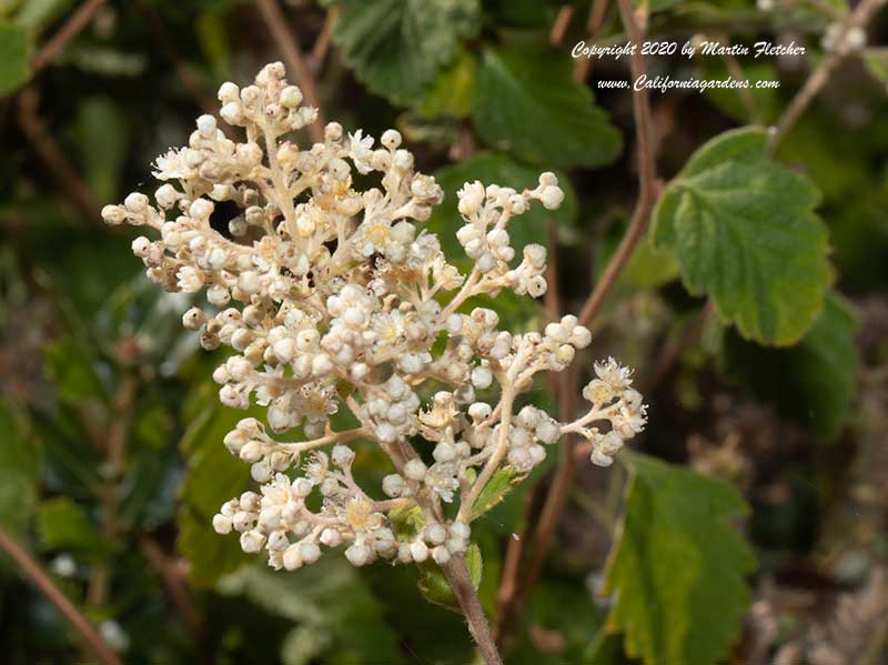 Holodiscus discolor, Cream Bush