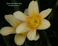Morea collina, Cape Tulip