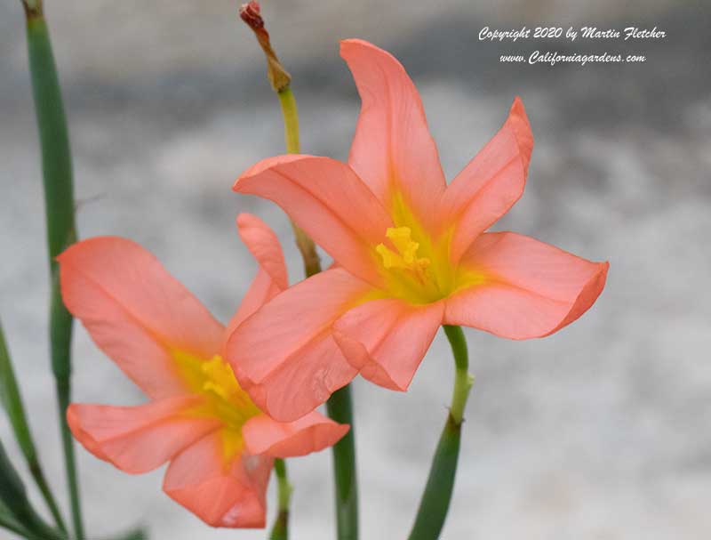 Homeria flaccida, Morea flaccida, One Leaf Cape Tulip