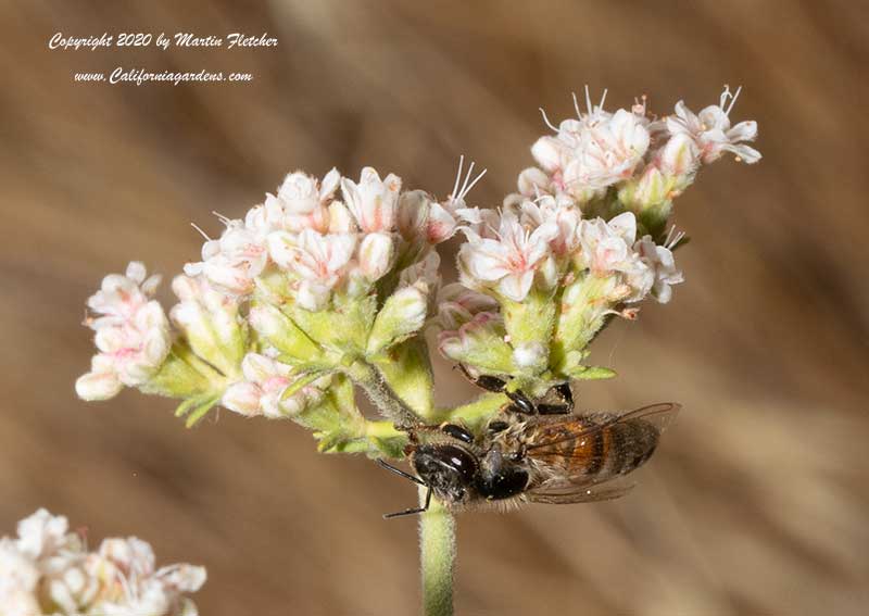 Honeybee on Buckwheat