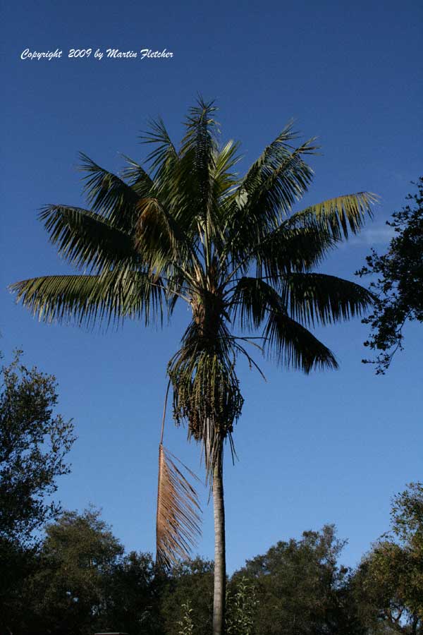 Howea forsteriana, Kentia Palm