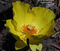 Hunnemannia fumariifolia, Mexican Tulip Poppy