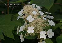 Hydrangea Sike's Dwarf, Dwarf Oak Leaf Hydrangea