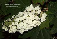 Hydrangea quercifolia Alison, Large Oak Leaf Hydrangea