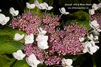 Hydrangea serrata, Lace Hydrangea, Mountain Hydrangea, Tea of Heaven