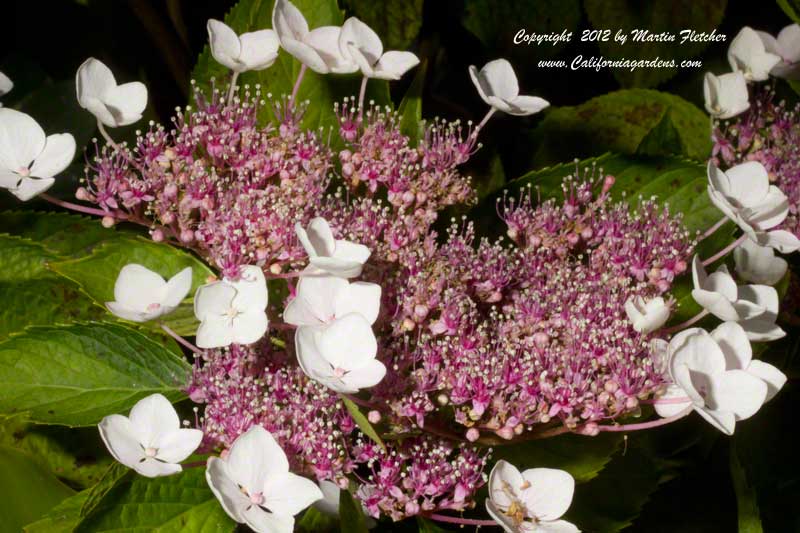 Hydrangea serrata, Lace Hydrangea